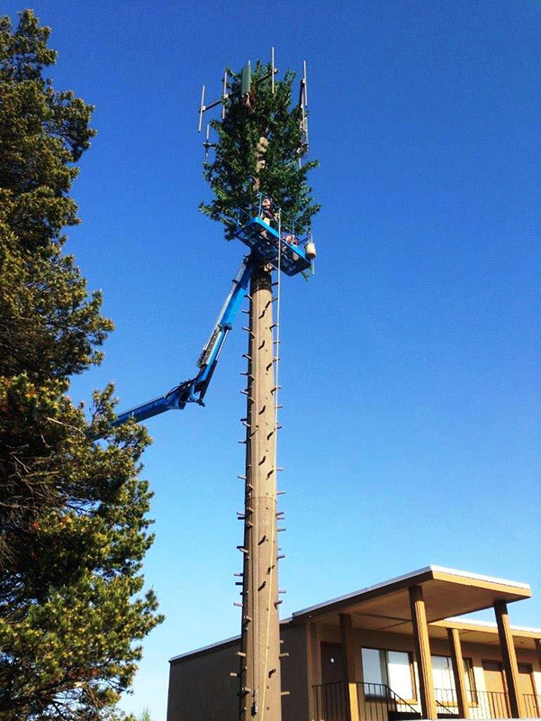 Mono Pine Install